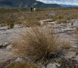 Image: Kerry Ford © Landcare Research 